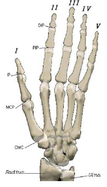 15 the metacarpophalangeal (MCP), the proximal interphalangeal (PIP), and the distal interphalangeal (DIP) joints, Figure 2.5. Figure 2.5 Hand anatomy Source: Peña Pitarch, E., Yang, J.