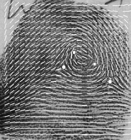 Fingerprint Representation Level-1 Level-2 Level-3 Ridge flow and