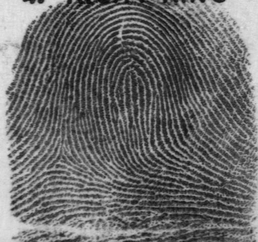 Fingerprints 0.73 x 0.