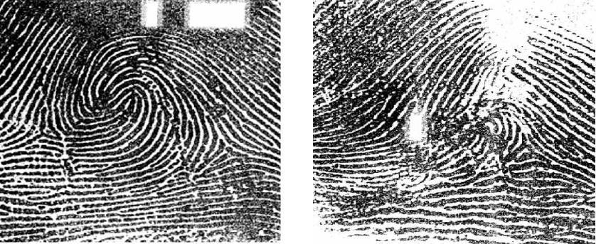 Fingerprint Obfuscation Fingerprint of Gus