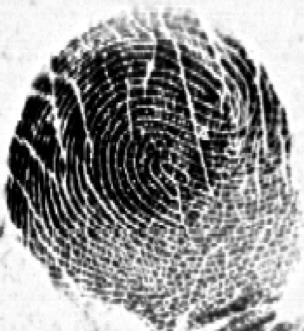 Infant Fingerprints Digital Persona U.are.