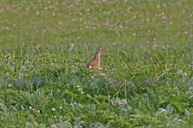 Corncrakes at Balranald and Otters at Griminish (Mark Rigby) 23 rd May: With steady rain falling we decided to head to Berneray where we saw both a drake Garganey and a Little Stint that were seen