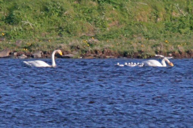 Whooper Swan family (Mark Rigby) 27 th May: A look around Lochmaddy prior to departing only produced