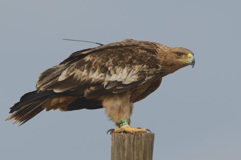 Stoychev S, Demerdzhiev D, Spasov S, Meyburg B-U & Dobrev D: Survival rate and mortality of juvenile and immature eastern imperial eagles (Aquila heliaca) from Bulgaria studied by satellite telemetry