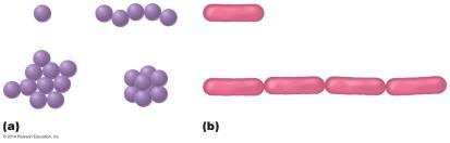 cocci bacilli shape arrangement Streptococci Streptobacilli Staphylococci Microbe Naming Rules based on