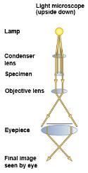 50 µm General rule for any microscopy/detector Smaller the wavelength smaller the object you can see Light vs
