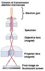 microscope Visible Light Electron Magnifies objects 1000X Magnifies objects 100,000X C) Contrast (Differences in