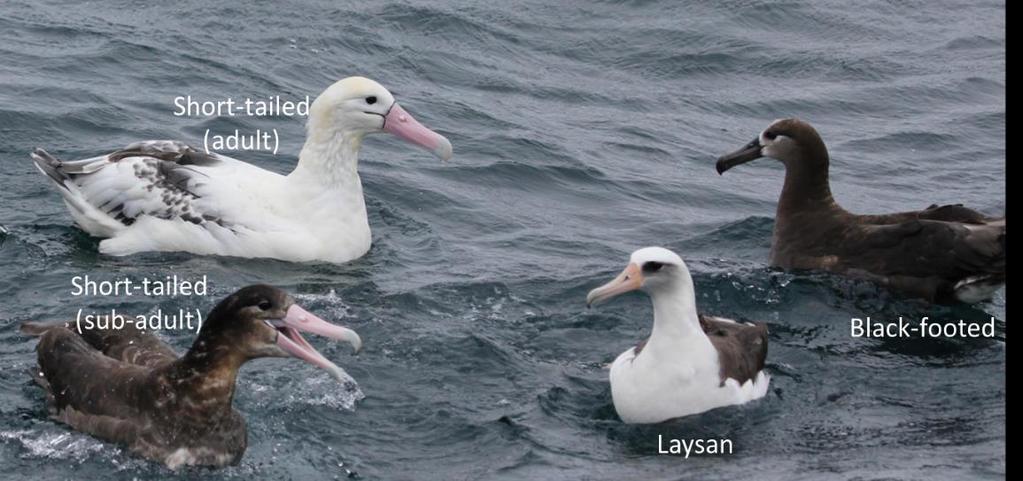 Figure 1. The three species of North Pacific albatrosses in the Aleutian Archipelago, Alaska.