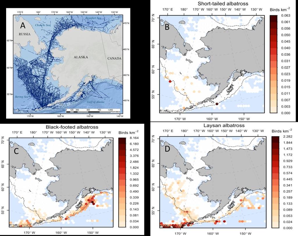 Distribution of the three species of North Pacific Albatrosses in Alaska from vesselbased surveys