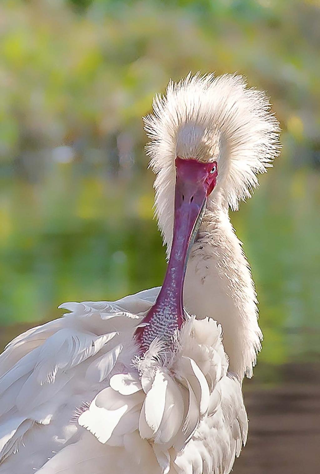 This backlit spoonbill s feathers created an interesting subject with the help of a breeze.