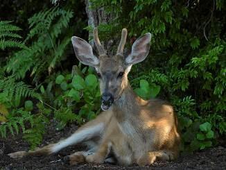 Young Buck By Brian Phinney Going with the Flow By