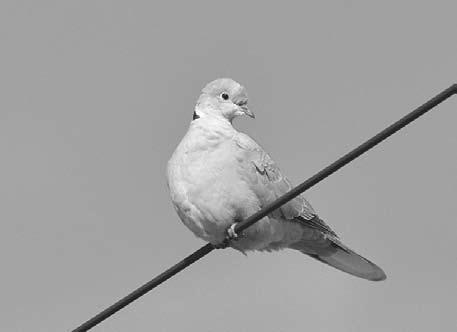 White-winged Dove December