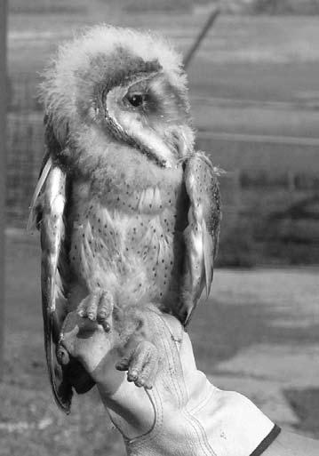 2013 Marvin Hyett Barn Owl