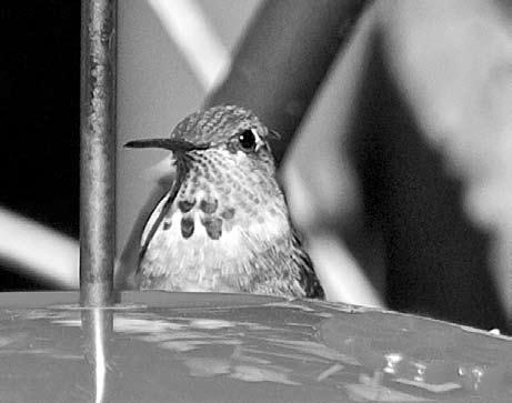 Allen s Hummingbird Pipersville, PA December 14,