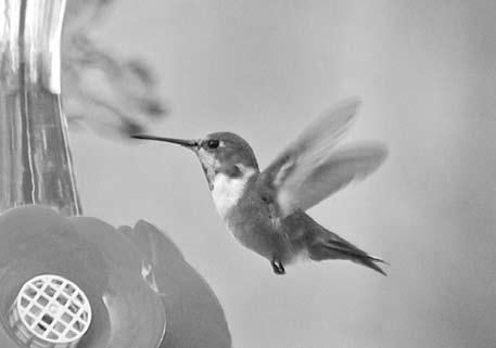 Hummingbird Pipersville, PA
