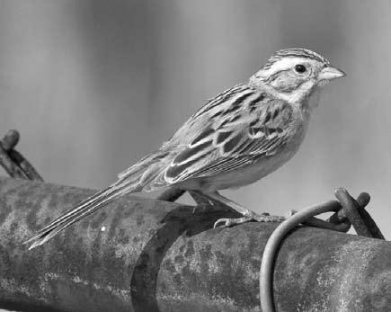 White-throated Sparrow x Dark-eyed Junco Pine