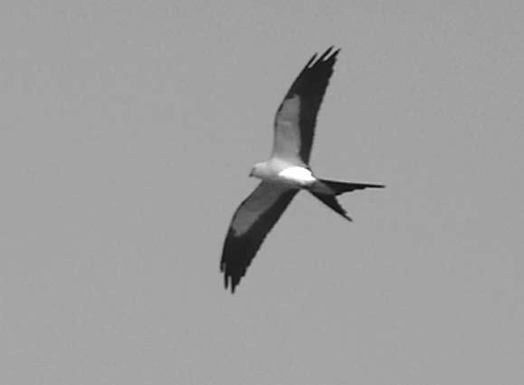 Karl Lukens Swallow-tailed Kite