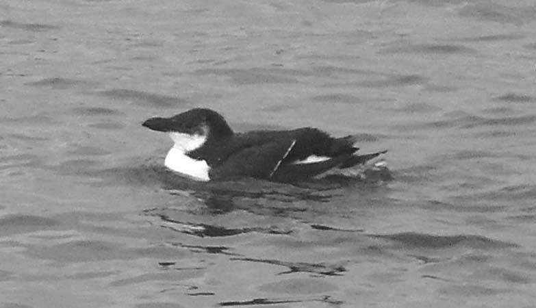 Common Murre Offshore, off
