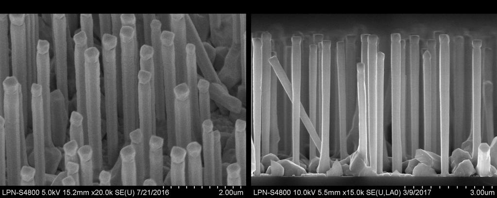 1) Scanning electron microscope images of GaAs nanowires SEM images of the nanowires on the growth substrate studied in this work are shown in Figure S1.