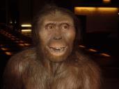 Homo erectus 300 000 Homo