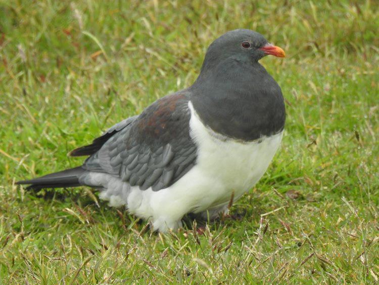 RBL New Zealand - Chatham Islands Itinerary 5 birds.