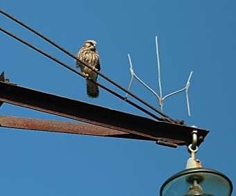 bird protection measures were installed on >1750 utility poles and 6657 saucer