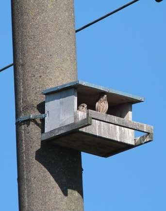 C.4 ERECTION OF THE NEST-BOXES