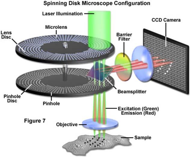 Spinning disk Increase acquisition speed Fluorescence recovery after
