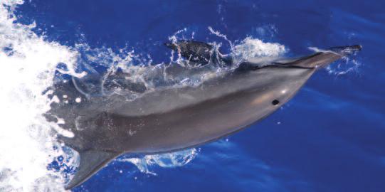 This LMR project team is designing a DTAG small enough for use on dolphins and porpoises. marine mammals, and aid in improving basic scientific knowledge about these animals.