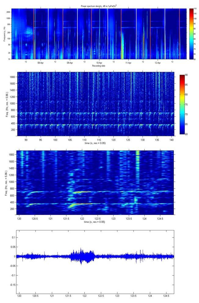 Figure 9: The presence of fish choruses as shown by the energy between 200 and 800 Hz each evening (top plot).