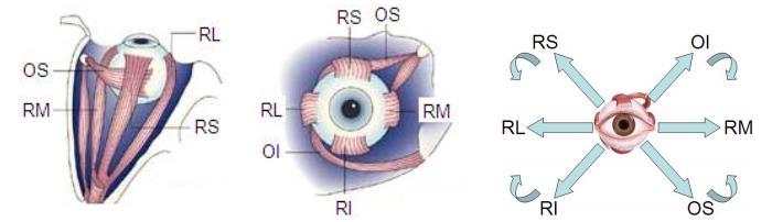 Eye muscles Eye movements Rectus Lateral (moves the eye outward, away from the nose) Rectus Medial (moves the eye inward, toward to the nose) Rectus Superior (moves the eye upward and slightly