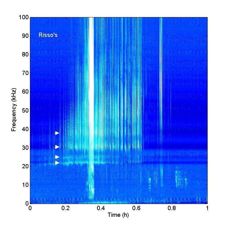 Acoustic Monitoring Species Call Recognition 96 Risso s Dolphin