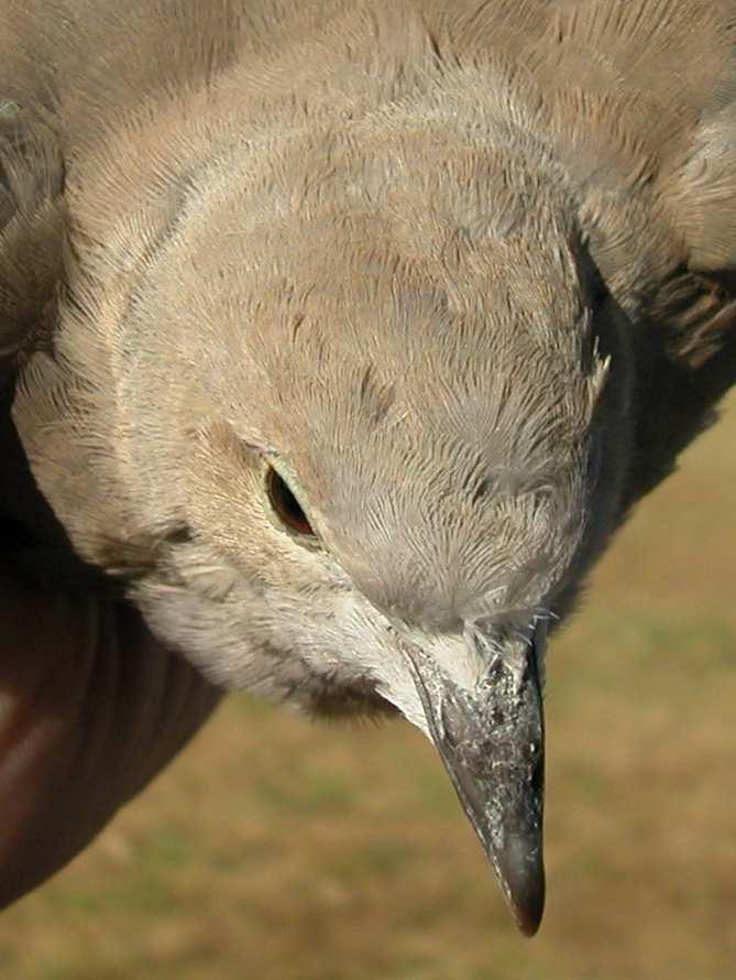 Head pattern and iris colour: top adult