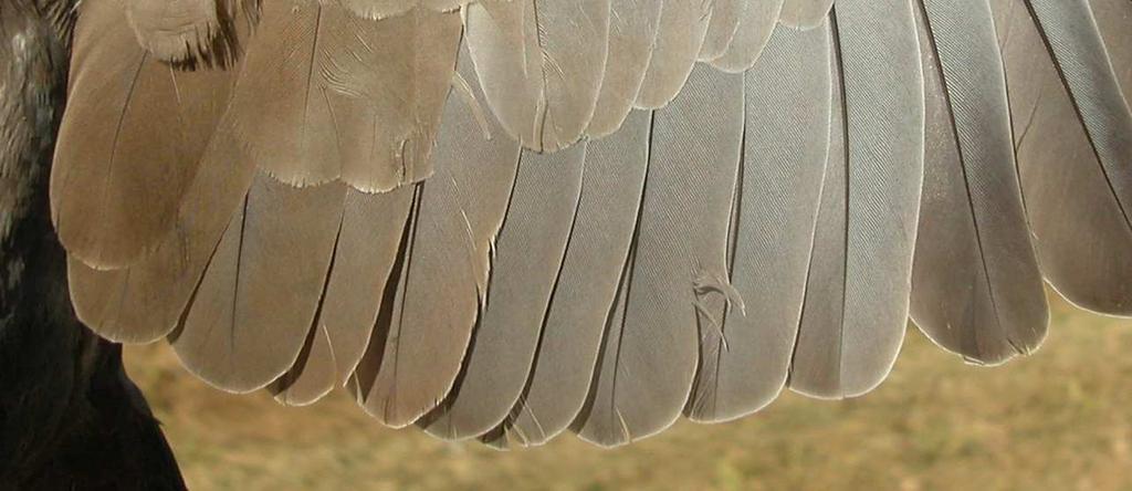 Male:  wing