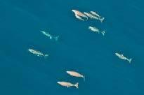 tight groups Dugongs dispersed individuals