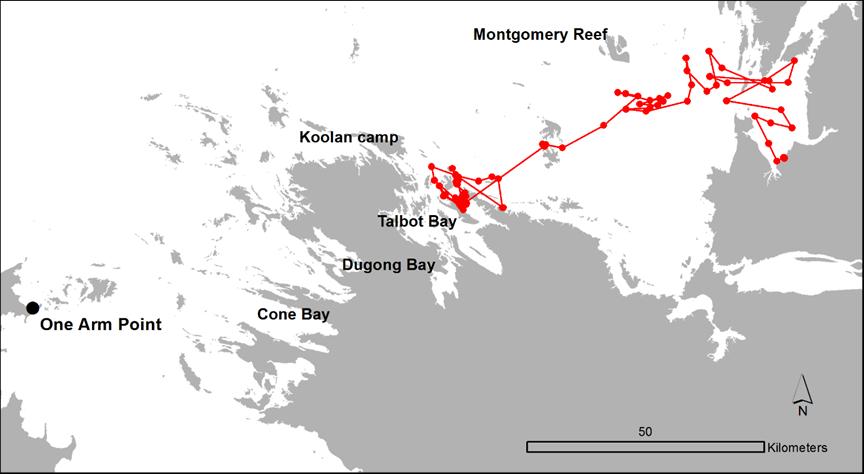 Trajectories of tagged dugongs over variable tracking intervals between