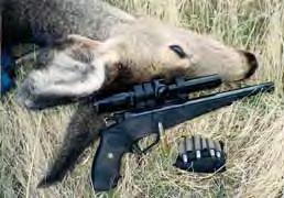 again. The boar wandered my way and came out of the brush about 10 feet in front of me. I had my 7 1/2" stainless Ruger New Model Blackhawk.44 Special that my good friend Dave Ewer built for me.
