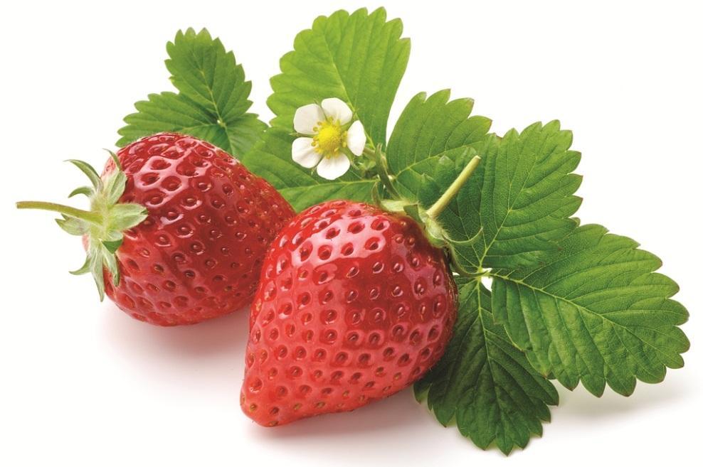 Carmel Innovations New varieties of Licensed strawberry: