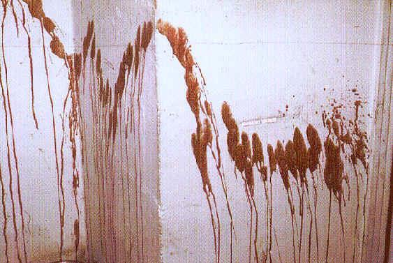 When a blood droplet impacts a surface at an angle less that 90 degrees, the resulting bloodstain with have an