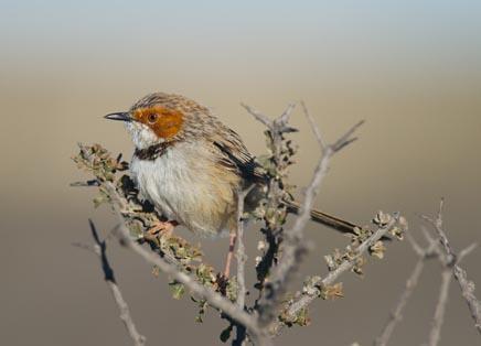 RBT South Africa - Cape Wildflowers, Birding & Big Game 10 region as we are once again back in the succulent rich part of South Africa.