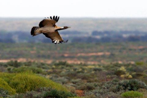 RBT South Africa - Cape Wildflowers, Birding & Big Game 9 Twee Rivieren, and can expect some exciting birding and a variety of game sightings.