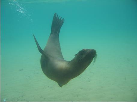 Activities: Snorkelling. Short hike along the beach (0.6 mi / 1km) Difficulty: Easy Type of Landing: Wet landing Highlights & Animals: White sandy beach, Sea Lion colony, Mockingbirds Galapagos Hawks.