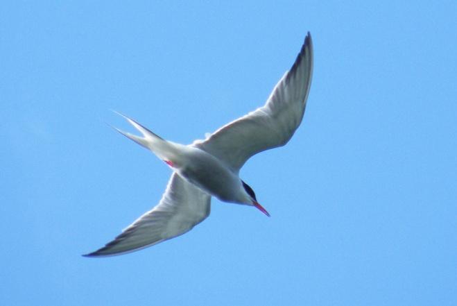 breeding terns had left the colony by July 21st. The last passage bird was seen flying through on Aug 25th. The first returning bird was seen on Apr 13th.