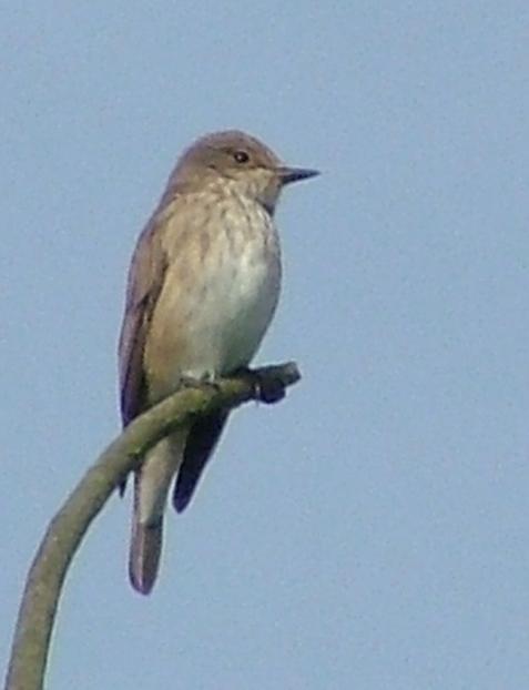 During the last week more migrants included two Yellow Wagtails, two Redstarts and single Whinchat, Tree Pipit and Spotted Flycatcher.