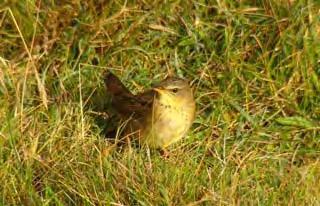Pallas's Grasshopper Warbler Photographs by Deryk Shaw SEPTEMBER 30 th September: Heavy showers and a north-westerly wind for much of the day meant it was only much the same seen.