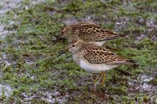Pectoral Sandpipers Photograph by Mark Pectoral Sandpiper Photograph by Mark Breaks Breaks 27 th September: The Pectoral Sandpiper (Skadan), female Bluethroat (Havens), 7 Yellow-browed Warbler,