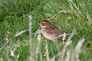 Little Bunting Photograph by Mark Breaks Arctic Warbler Photograph by Mark Breaks How much longer can this last?