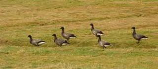 Five Brent Geese remain and the Greenland Whitefront is with the 185 Greylag Geese.