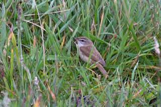 Paddyfield Warbler Photograph by Mark Breaks Little Stint Photograph by Mark Breaks 12 th September: The wind had calmed slightly which made birding a lot easier.