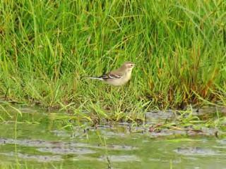 Citrine Wagtail Photograph by Deryk Shaw Citrine Wagtail Photograph by Deryk Shaw Ruff Photograph by Deryk Shaw 16 th August: Unfortunately, no Two-barred Crossbills